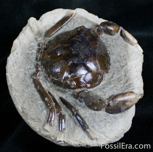 Fossil Crab From Washington - #7321